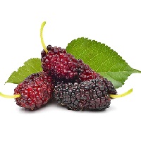 MULBERRY EXTRACT